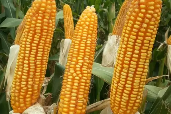 北农851玉米品种的特性(北农851玉米品种有怎样的特性呢)插图2