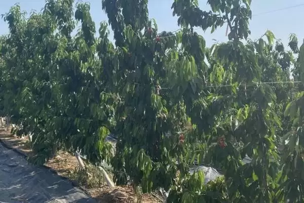 矮化大樱桃定植时间原因(矮化大樱桃3月和12月定植的原因和种植要点)插图1