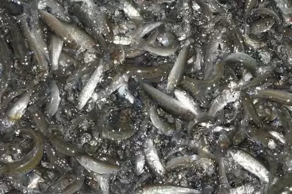 2-3 厘米草鱼苗食物选择 (2-3 厘米草鱼苗吃浮游生物等的原因是什么)插图1