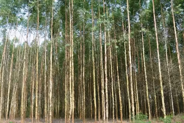 桉树植物揭秘，是常见经济树种的特性插图5