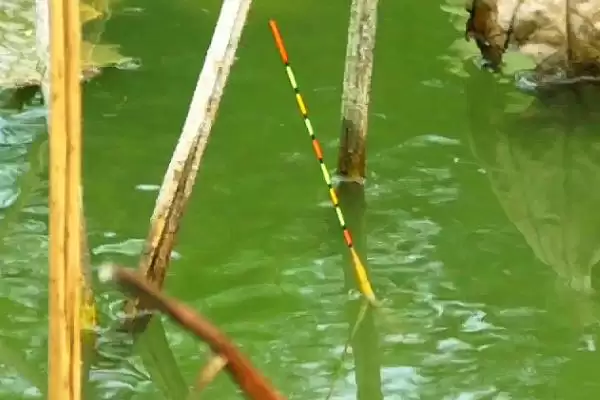 123号浮漂的选用方法(在不同垂钓场景下123号浮漂的选用方法有哪些呢)插图2 123号浮漂的选用方法(在不同垂钓场景下123号浮漂的选用方法有哪些呢)插图2