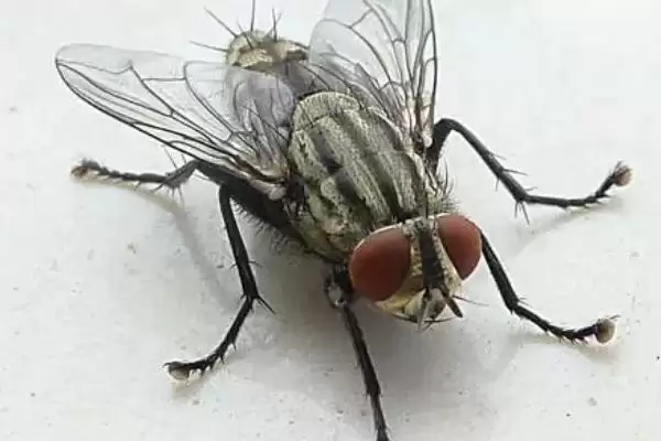 苍蝇的天敌(苍蝇的天敌都有哪些生物呢)插图1 苍蝇的天敌(苍蝇的天敌都有哪些生物呢)插图1