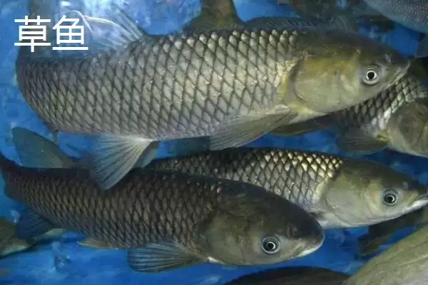 5号金袖钩适钓鱼种(5号金袖钩在实际垂钓中主要适合钓哪些鱼种呢)插图4