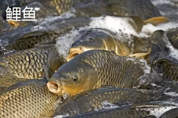 5号伊豆适合钓什么鱼(5号伊豆钩在不同水域和鱼情下适合钓哪些鱼呢)插图2 5号伊豆适合钓什么鱼(5号伊豆钩在不同水域和鱼情下适合钓哪些鱼呢)插图2