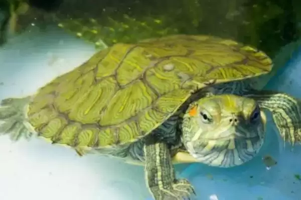 巴西龟不吃东西应对法 (巴西龟不吃东西如何找原因并综合治疗)插图2