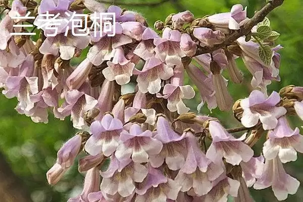 白花泡桐果实用途(白花泡桐果实有哪些用途及其在医药和工业上的应用)插图5 白花泡桐果实用途(白花泡桐果实有哪些用途及其在医药和工业上的应用)插图5