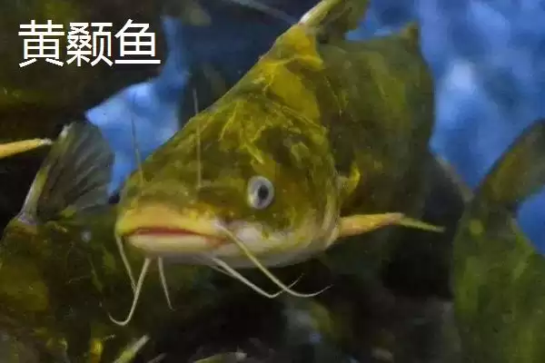 8号伊豆钩适钓鱼种(8号伊豆钩在实际垂钓中主要适用于哪些鱼种呢)插图1 8号伊豆钩适钓鱼种(8号伊豆钩在实际垂钓中主要适用于哪些鱼种呢)插图1