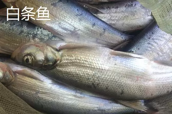 白条鱼与红翅子鱼外观区别 (白条鱼体背青灰与红翅子鱼外观区别在哪)插图3