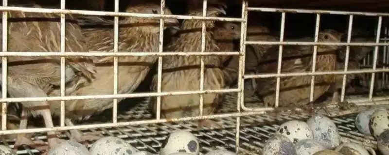 鹌鹑42-45日龄下蛋缘由(鹌鹑42-45日龄下蛋背后有着怎样的生长规律和原因)-会东网