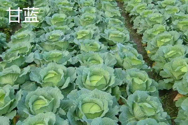 白菜同类蔬菜(白菜同类蔬菜及其在种植和食用上的特点和区别)插图8 白菜同类蔬菜(白菜同类蔬菜及其在种植和食用上的特点和区别)插图8