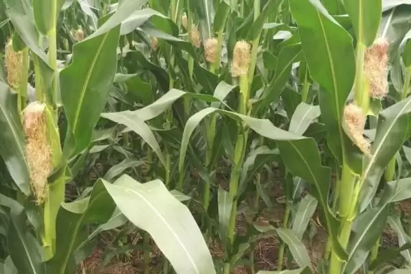 赤单228玉米种子介绍(赤单228玉米种子有哪些详细介绍呢)插图1 赤单228玉米种子介绍(赤单228玉米种子有哪些详细介绍呢)插图1