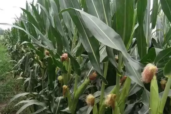 密度4500－6000株／亩的J6518玉米品种，有何独特之处？插图2