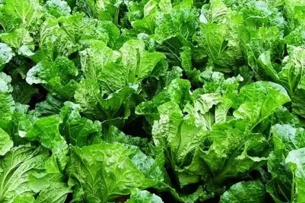 白菜同类蔬菜(白菜同类蔬菜及其在种植和食用上的特点和区别)插图3 白菜同类蔬菜(白菜同类蔬菜及其在种植和食用上的特点和区别)插图3