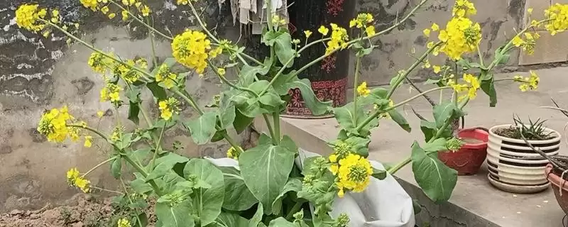 白菜生长周期特点(白菜生长周期特点及其在不同阶段的管理要点)-会东网