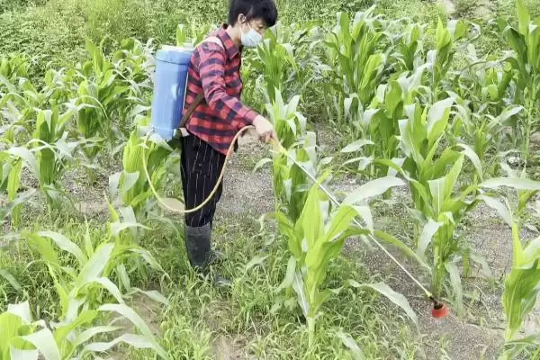 除草剂3打3不打指的是什么(除草剂3打3不打具体含义是什么呢)插图3