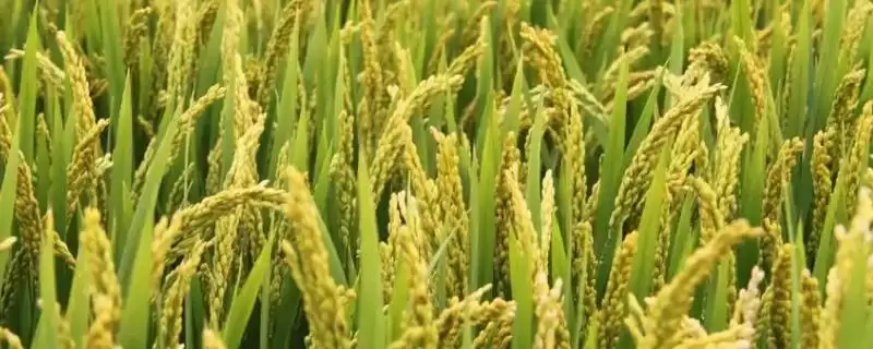 C两优300水稻品种全生育期134.6天的生长特性(C两优300水稻品种134.6天生长特性解析)-会东网