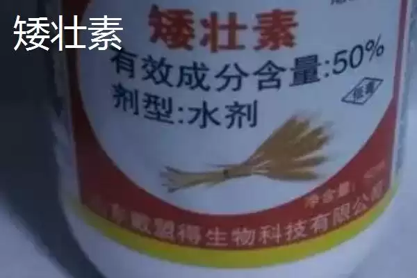 矮壮素和多效唑区别大揭秘,应用范围和施用方法不同之处插图5 矮壮素和多效唑区别大揭秘,应用范围和施用方法不同之处插图5