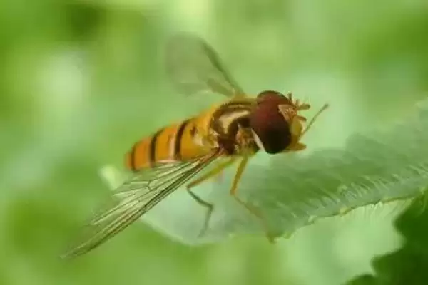 赤眼蜂可以防治害虫的原因(赤眼蜂能防治害虫的原因是什么呢)插图1