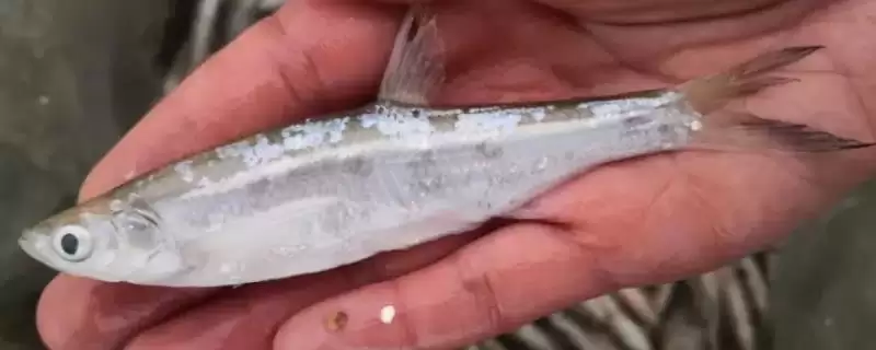 白条鱼长不大的影响因素 (白条鱼长不大由基因决定还有哪些因素)-会东网