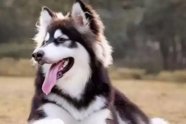阿拉斯加犬变脸时间点 (阿拉斯加犬 4 月龄后变脸和生长发育有何关系)插图2