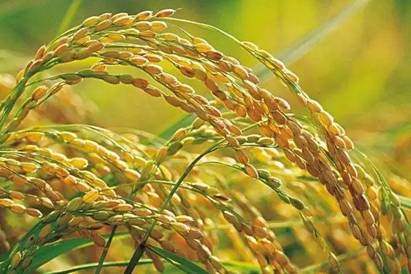 C两优412水稻种子4月底-5月中旬播种要点(C两优412水稻种子4月底-5月中旬播种要点)插图2