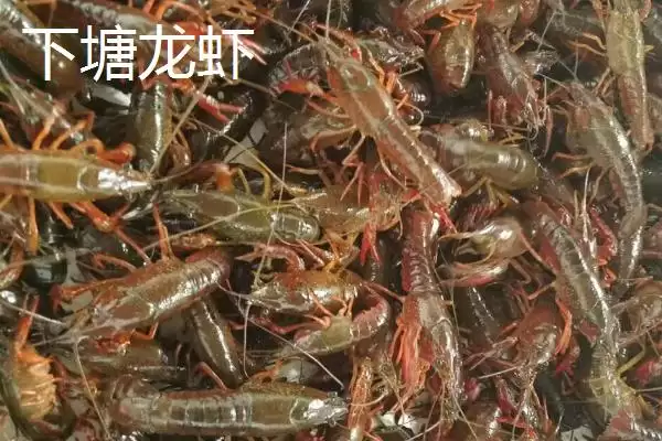 凤台县著名特产是什么 (凤台县朱马店糯米成为米中上品的独特优势)插图8