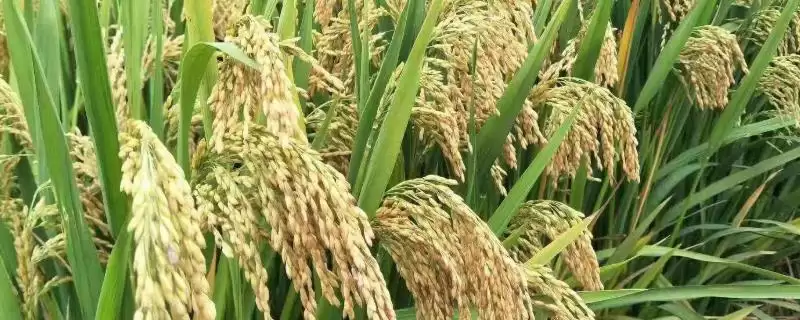 安两优153水稻种简介(安两优153水稻种特性及杂交水稻详情)插图 安两优153水稻种简介(安两优153水稻种特性及杂交水稻详情)插图