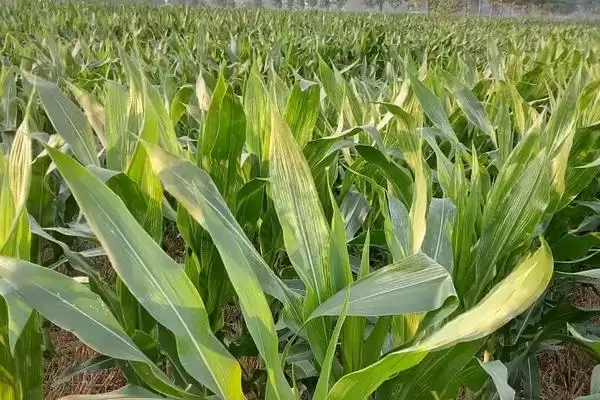 DN5002玉米种子出苗至成熟116天左右的生长周期插图1