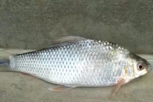 5号海夕钩搭配1.2号子线的原因(5号海夕钩搭配1.2号子线的合理原因有哪些)插图4