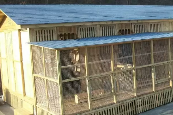 鸽舍开灯影响(鸽舍开灯对鸽子生长和繁殖有啥影响呢)插图1 鸽舍开灯影响(鸽舍开灯对鸽子生长和繁殖有啥影响呢)插图1