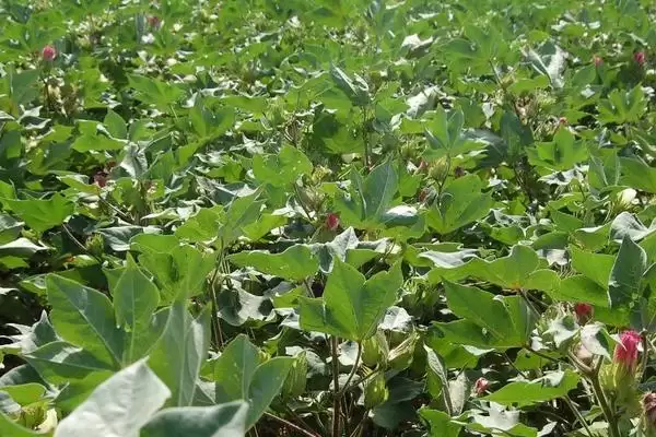 JX0010棉花种子特别之处(JX0010棉花种子有哪些独特的特别之处和优势)插图3 JX0010棉花种子特别之处(JX0010棉花种子有哪些独特的特别之处和优势)插图3