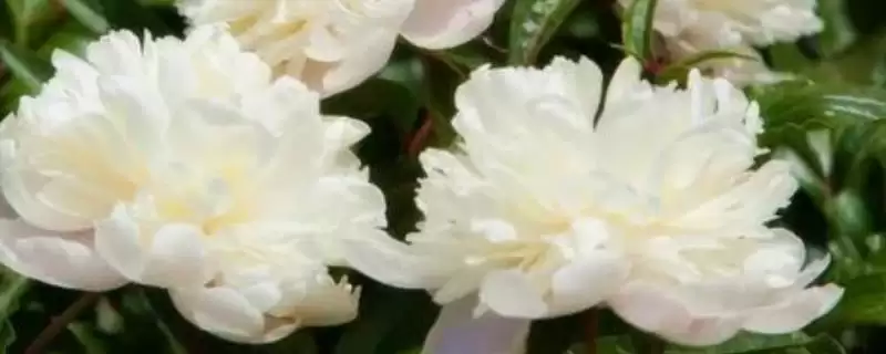 八月份种白芍、牡丹、白芷,中药材种植全攻略-会东网