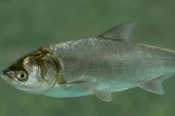 2号新关东钩搭配2.0号子线的原因(2号新关东钩搭配2.0号子线的原因是什么呢)插图4