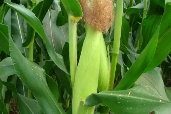 抚玉21玉米种子特征特性(抚玉21种子纯度、抗逆、产量表现)插图2