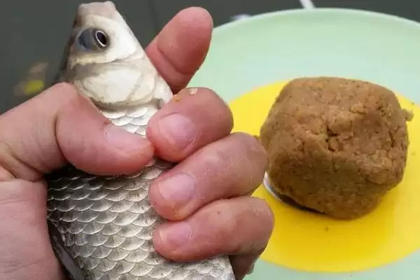 淡水石斑鱼用什么饵钓(淡水石斑鱼用啥饵料垂钓呢)插图1