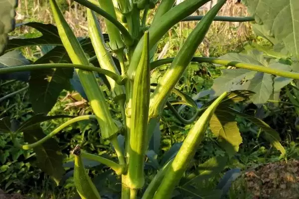 2023年种山药利润(2023年种山药利润可观的原因和种植要点有哪些)插图9