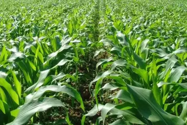 邦玉1805玉米品种的特性(邦玉1805品种品质、抗逆、生长周期)插图3