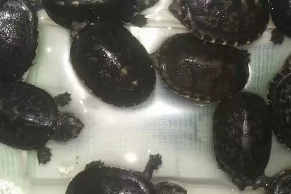 白唇蛋龟饲养要点(白唇蛋龟饲养要点及其在养殖环境和饮食上的需求)插图3 白唇蛋龟饲养要点(白唇蛋龟饲养要点及其在养殖环境和饮食上的需求)插图3