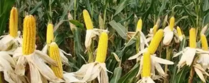 邡玉1号玉米品种特性(邡玉1号玉米品种特性咋样)-会东网