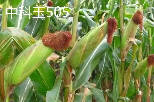 2021年国审新玉米介绍，美联5931脱颖而出插图7