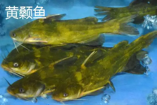 7号丸世钩适合钓什么鱼(7号丸世钩在不同水域和鱼情下适合钓哪些鱼呢)插图1