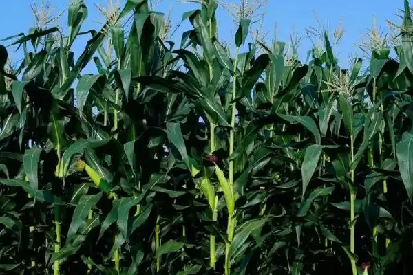 DF3862玉米品种高抗茎腐病的特性与优势分析插图1 DF3862玉米品种高抗茎腐病的特性与优势分析插图1