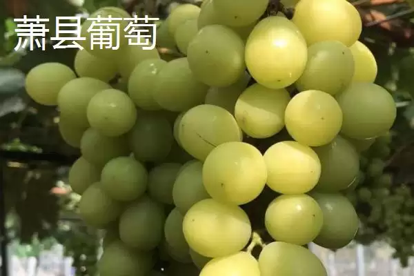 萧县为人熟知的特产 (萧县高滩萝卜久负盛名的种植和品质优势在哪)插图1