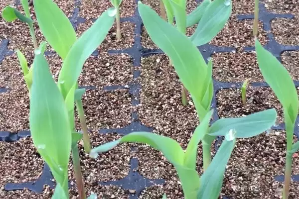 935HA玉米种简介，密度5500－6000株／亩插图2