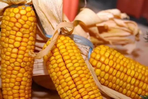 邦玉1805玉米品种的特性(邦玉1805品种品质、抗逆、生长周期)插图2