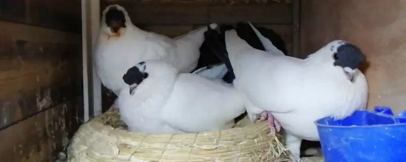 鸽舍开灯影响(鸽舍开灯对鸽子生长和繁殖有啥影响呢)-会东网