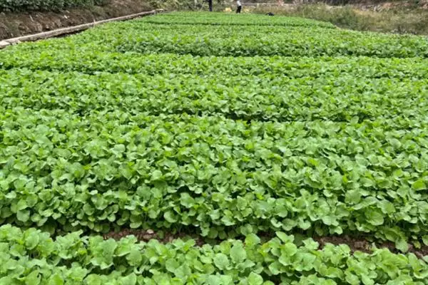 12月不适合种油菜(12月因温度低不适合种油菜的具体温度影响分析)插图6 12月不适合种油菜(12月因温度低不适合种油菜的具体温度影响分析)插图6