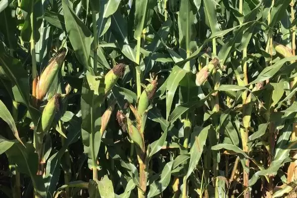 用颗粒剂或赤眼蜂防治玉米螟的GY519玉米品种,特性是啥?插图3 用颗粒剂或赤眼蜂防治玉米螟的GY519玉米品种,特性是啥?插图3