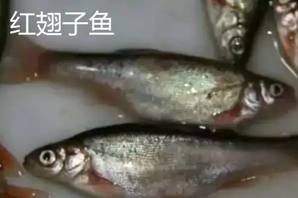 白条鱼与红翅子鱼外观区别 (白条鱼体背青灰与红翅子鱼外观区别在哪)插图2