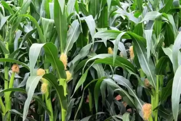 贵青2号玉米种子特征特性(贵青2号种子纯度、发芽、抗逆性呢)插图3